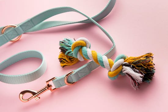 correa juguete perro accesorio mascotas fondo rosado