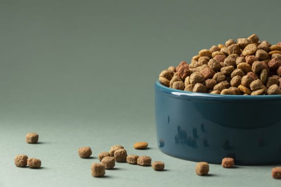 croquetas comida perros cuenco azul sobre fondo beige