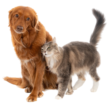gato domestico mullido gris pelo largo mostrando su afecto perro marron pelo largo gato domestico mullido gris pelo largo mostrando su afecto perro marron pelo largo