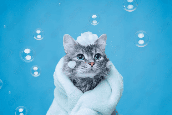 gato esponjoso espuma jabon cabeza