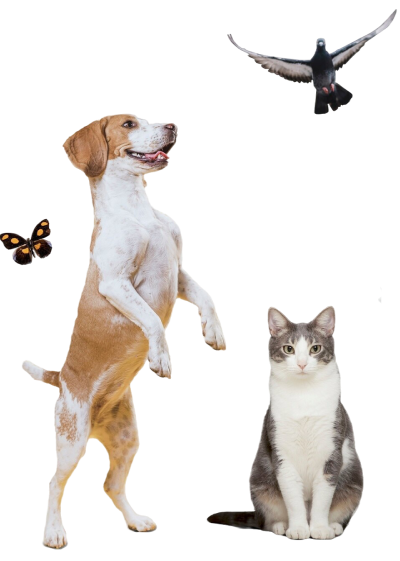 grupo animales gato perro sobre fondo transparente grupo animales gato perro sobre fondo transparente