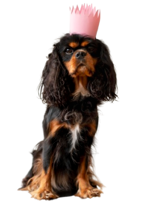perrito english toy spaniel retrato