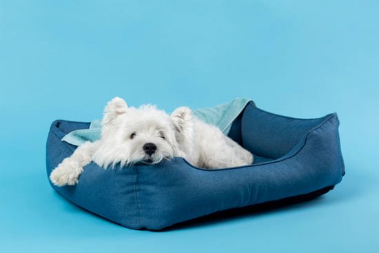 perro blanco acostado cama mascotas relajado azul