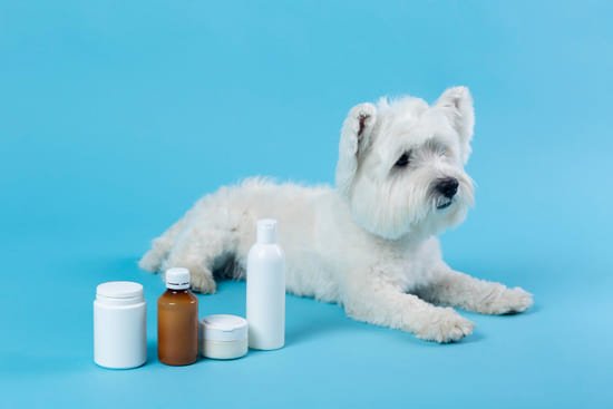 perro cuidado higiene productos veterinarios fondo azul