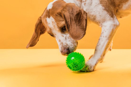 perro jugando pelota juguete verde perro jugando pelota juguete verde