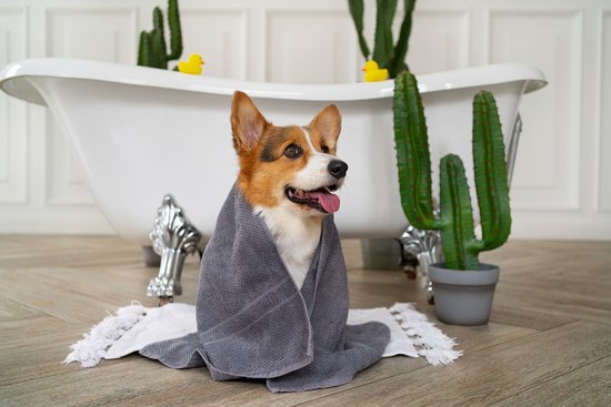 perro toalla bano higiene canina perro toalla bano higiene canina