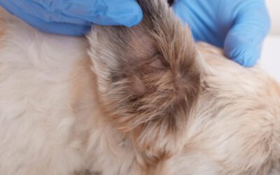 Soluciones efectivas para el control de garrapatas y pulgas en mascotas
