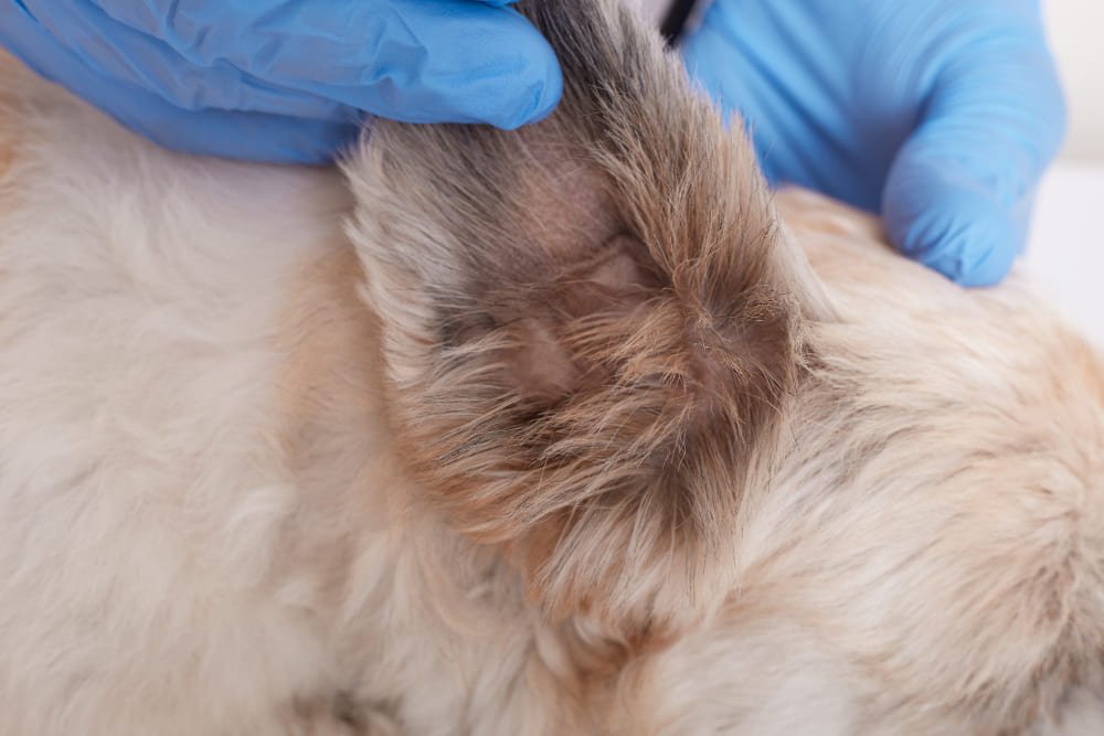 revision oreja perro veterinario con guantes