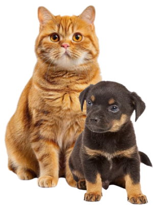 gato pelirrojo y cachorro perro mirando a camara gato pelirrojo y cachorro perro mirando a camara