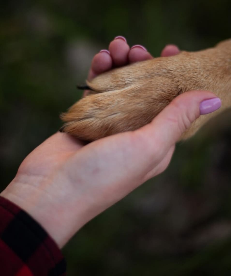 mano humana sosteniendo pata de perro en actitud de confianza y companerismo mano humana sosteniendo pata de perro en actitud de confianza y companerismo