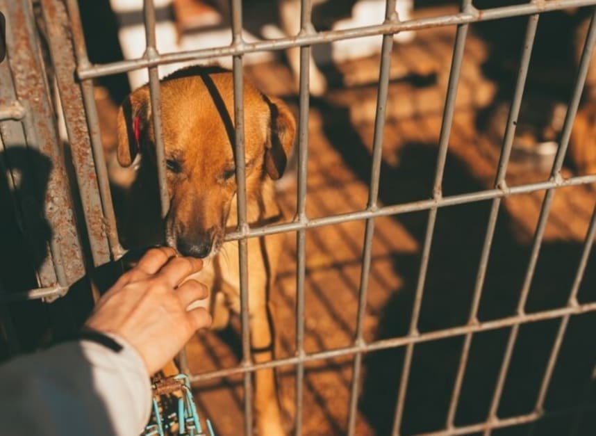 mano tocando perro en jaula de refugio con emotiva conexion en primer plano mano tocando perro en jaula de refugio con emotiva conexion en primer plano