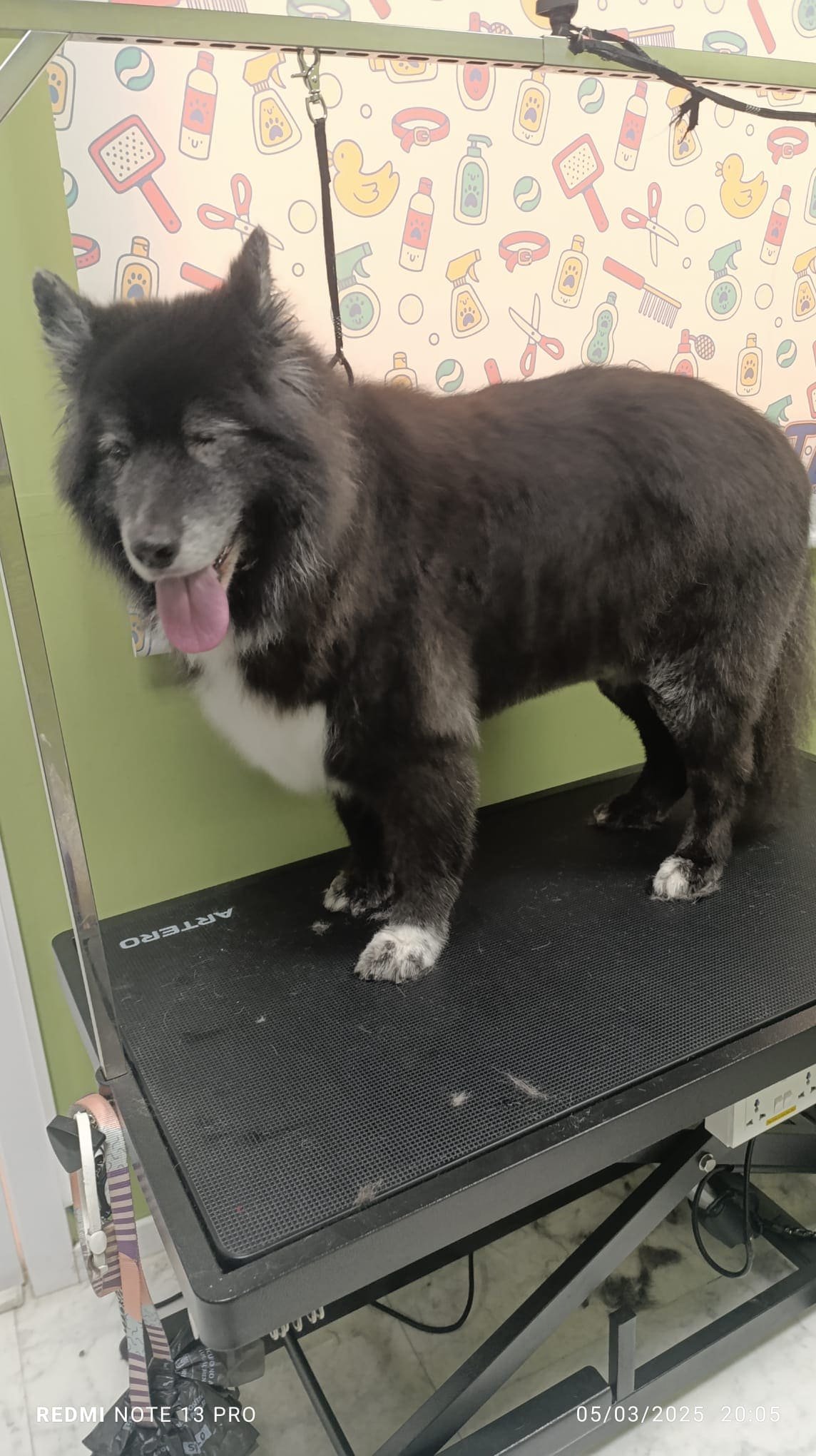 peluqueria canina felina dimu mascotas 01