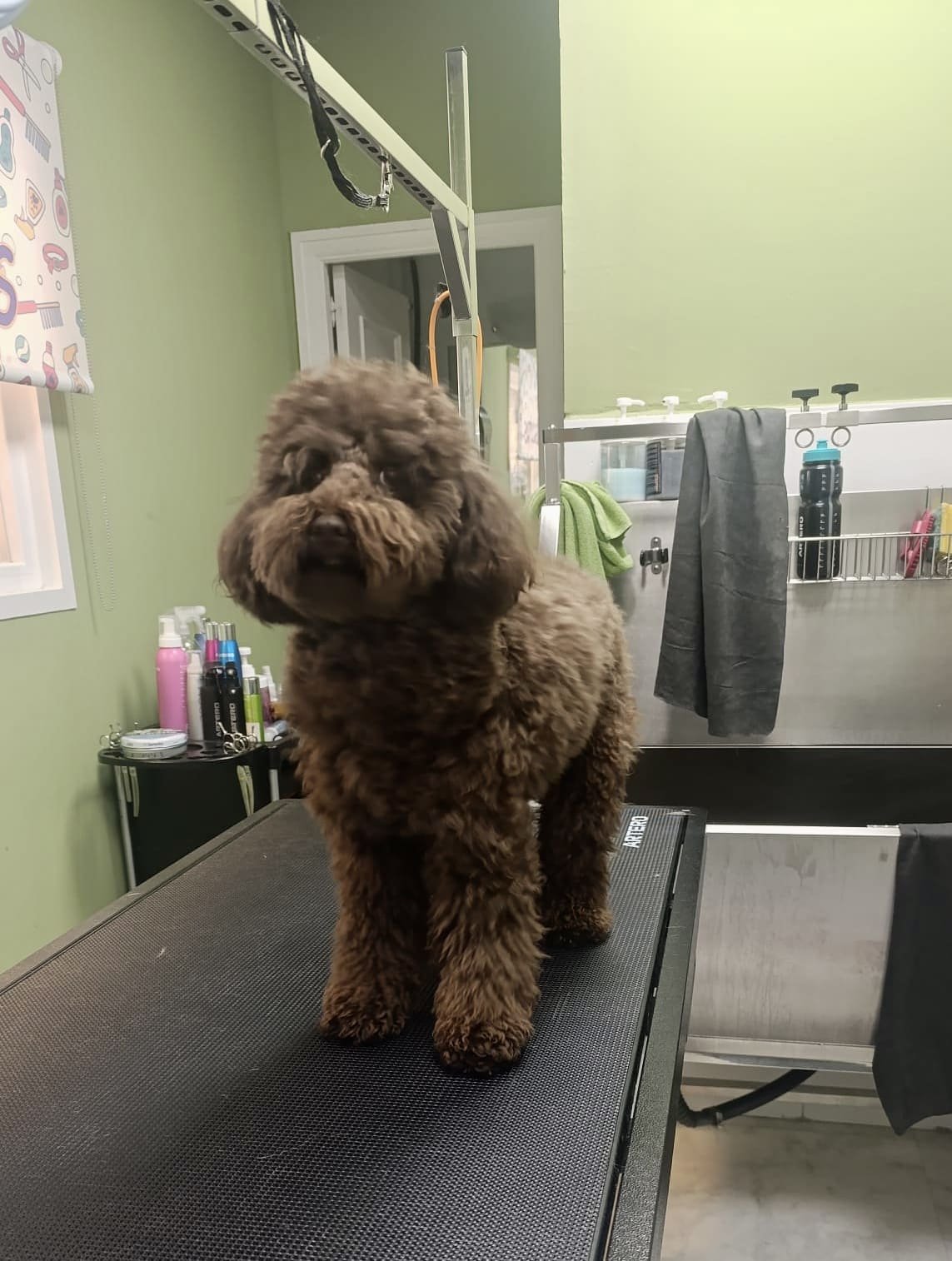 peluqueria canina felina dimu mascotas 02