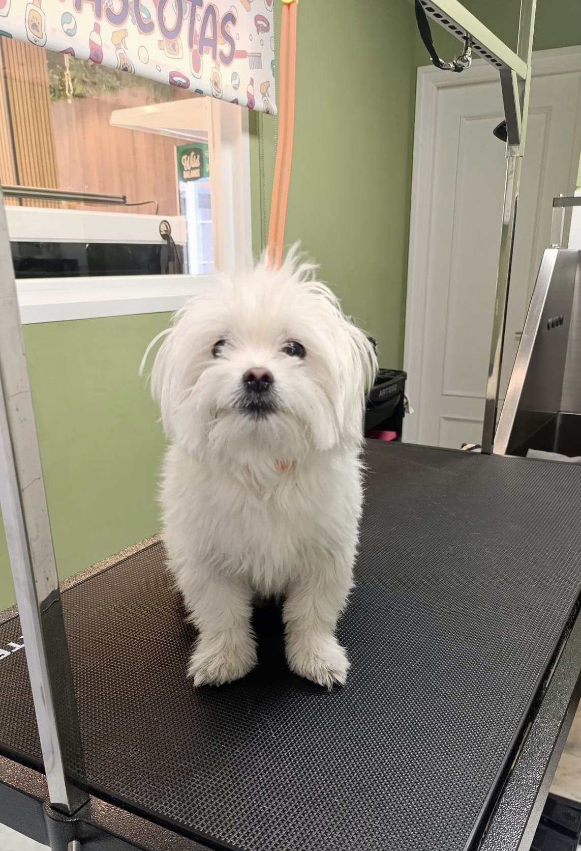 peluqueria canina felina dimu mascotas 04