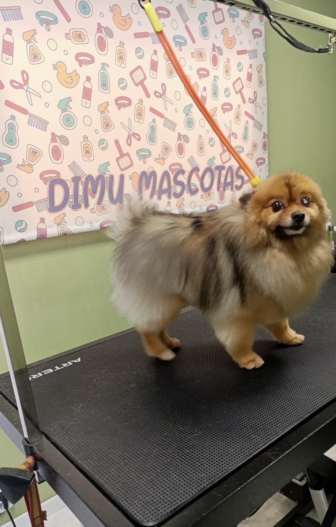 peluqueria canina felina dimu mascotas 05
