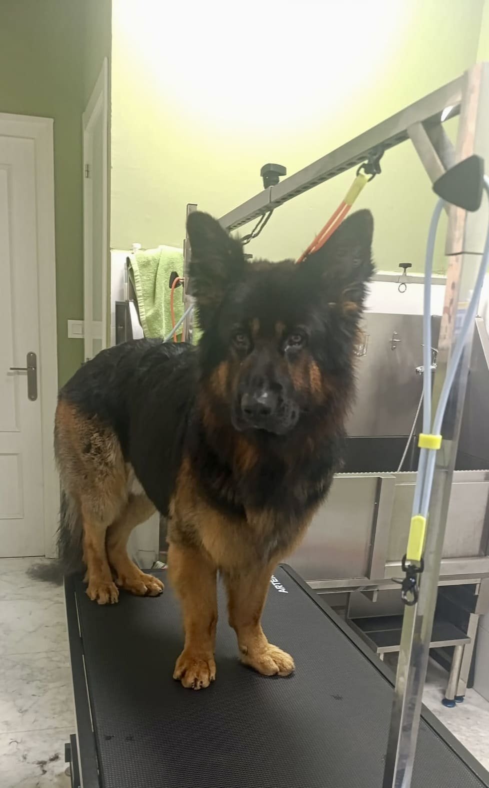 peluqueria canina felina dimu mascotas 06