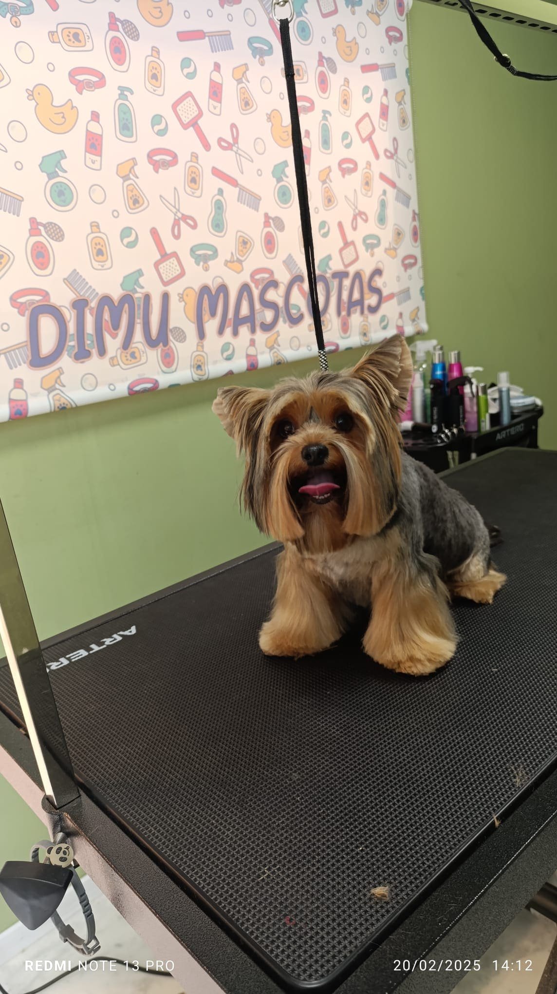 peluqueria canina felina dimu mascotas 07