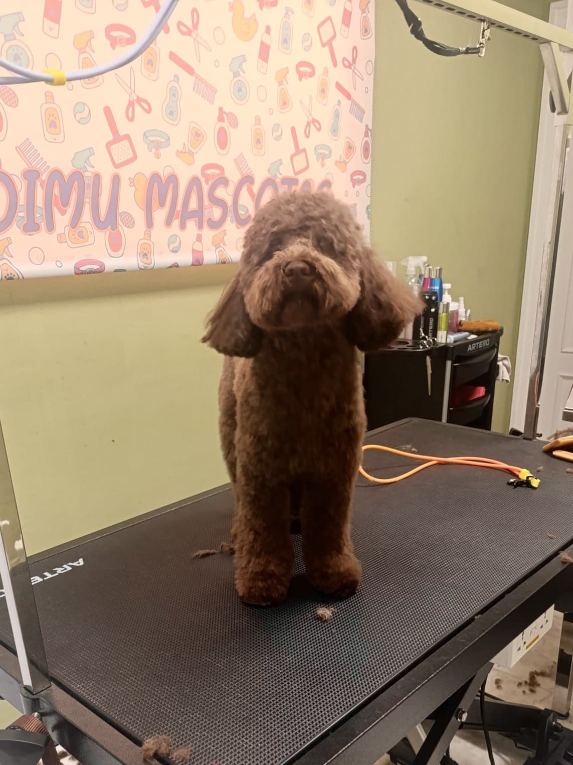 peluqueria canina felina dimu mascotas 08