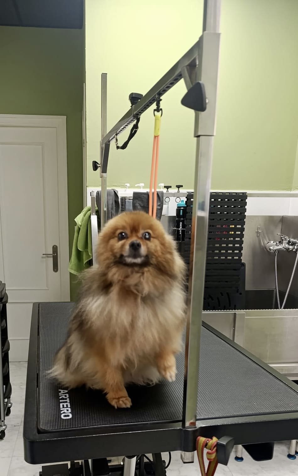 peluqueria canina felina dimu mascotas 09