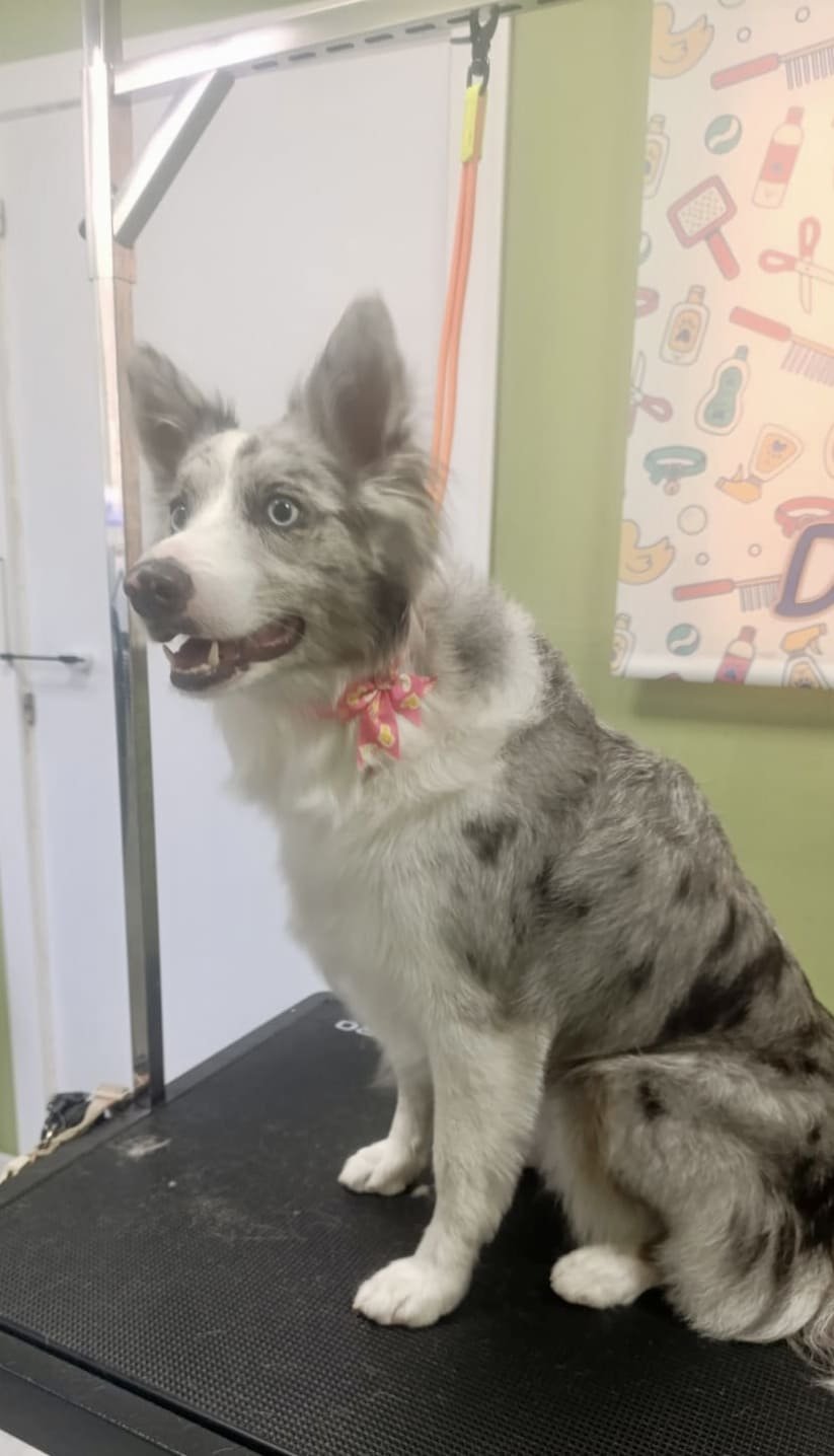 peluqueria canina felina dimu mascotas 10