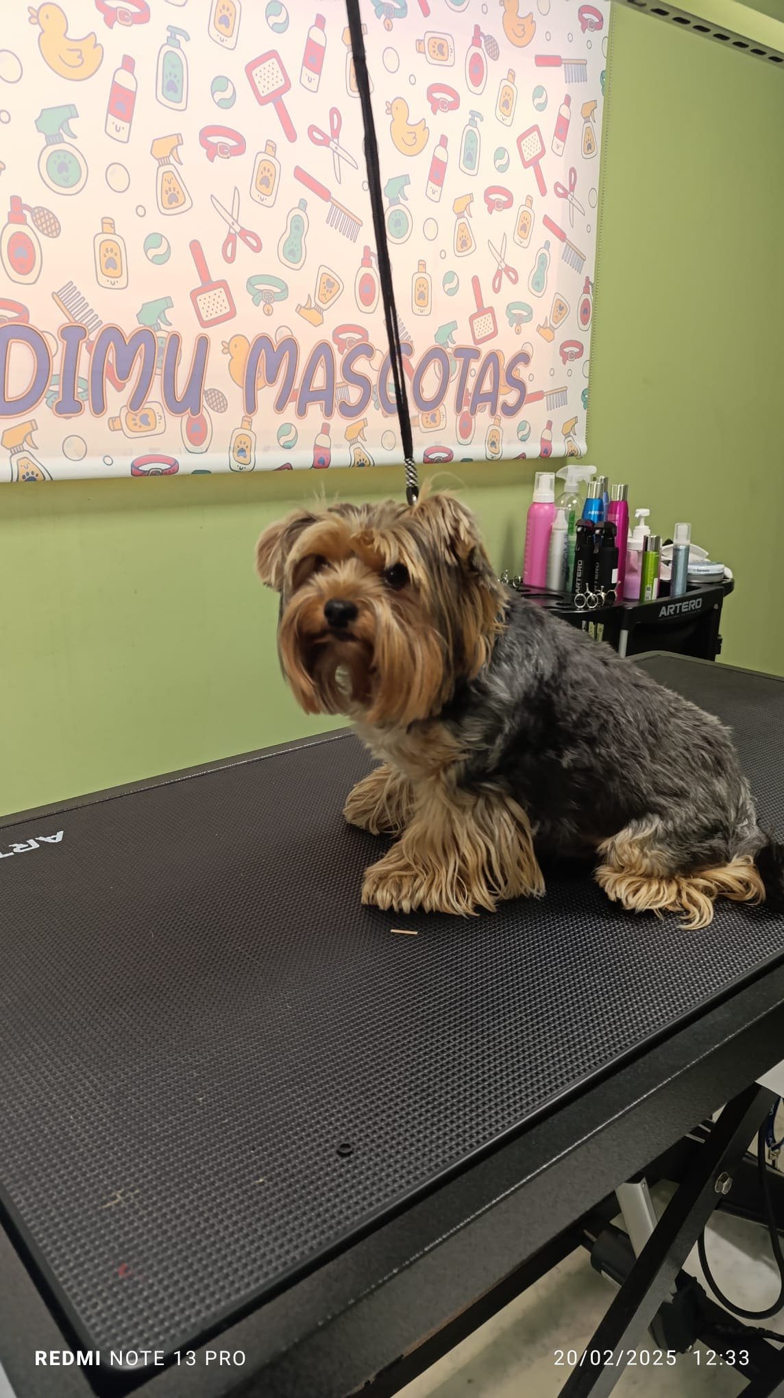 peluqueria canina felina tetuan 11