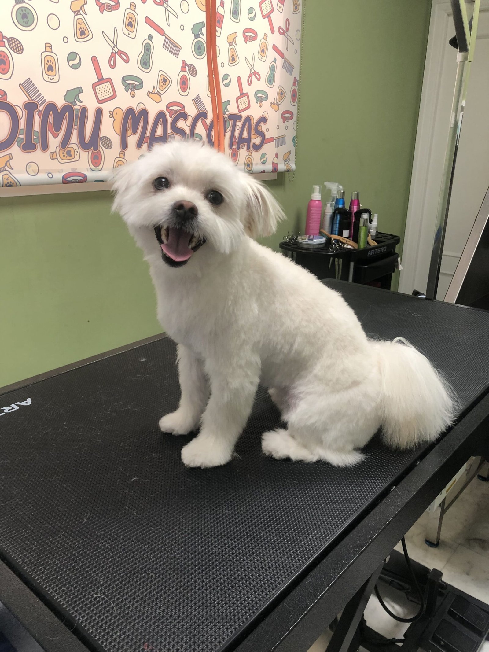 peluqueria canina felina tetuan 12