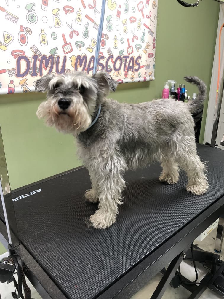 peluqueria canina felina tetuan 13