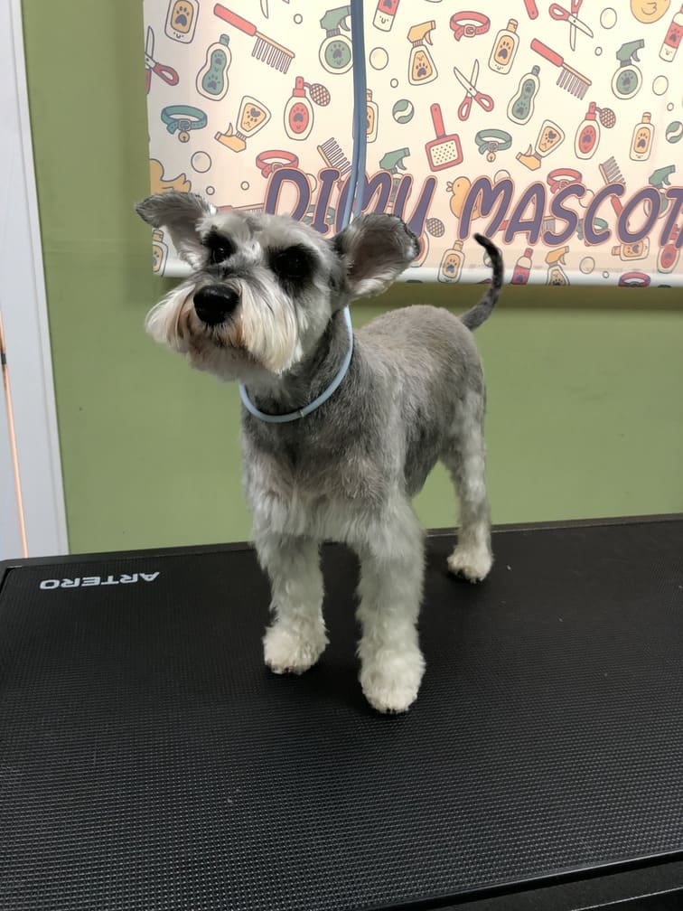 peluqueria canina felina tetuan 14