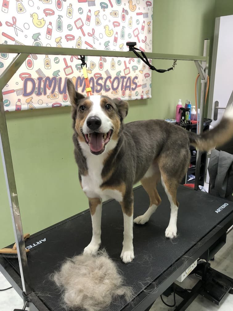 peluqueria canina felina tetuan 15