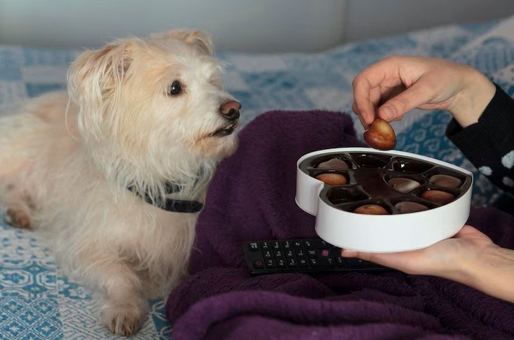 mujer cama manta perro comiendo chocolates forma corazon caja regalos san valentin
