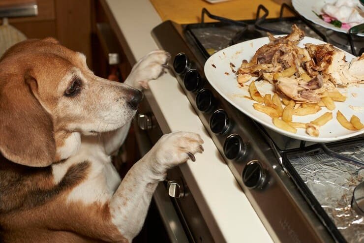 perro beagle mirando plato mesa