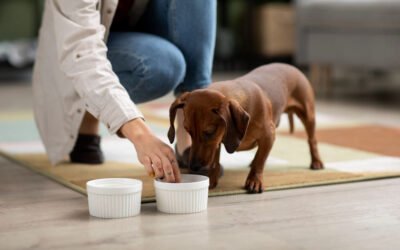 Alimentos tóxicos para perros: una guía esencial para dueños de mascotas