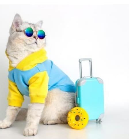gato blanco con gafas de sol y ropa colorida sentado al lado de maleta azul listo para viaje