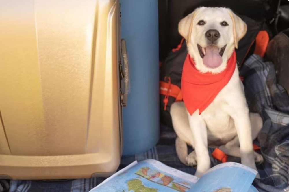 perro labrador con panuelo rojo sentado junto a maletas de viaje y ropa preparado para salida