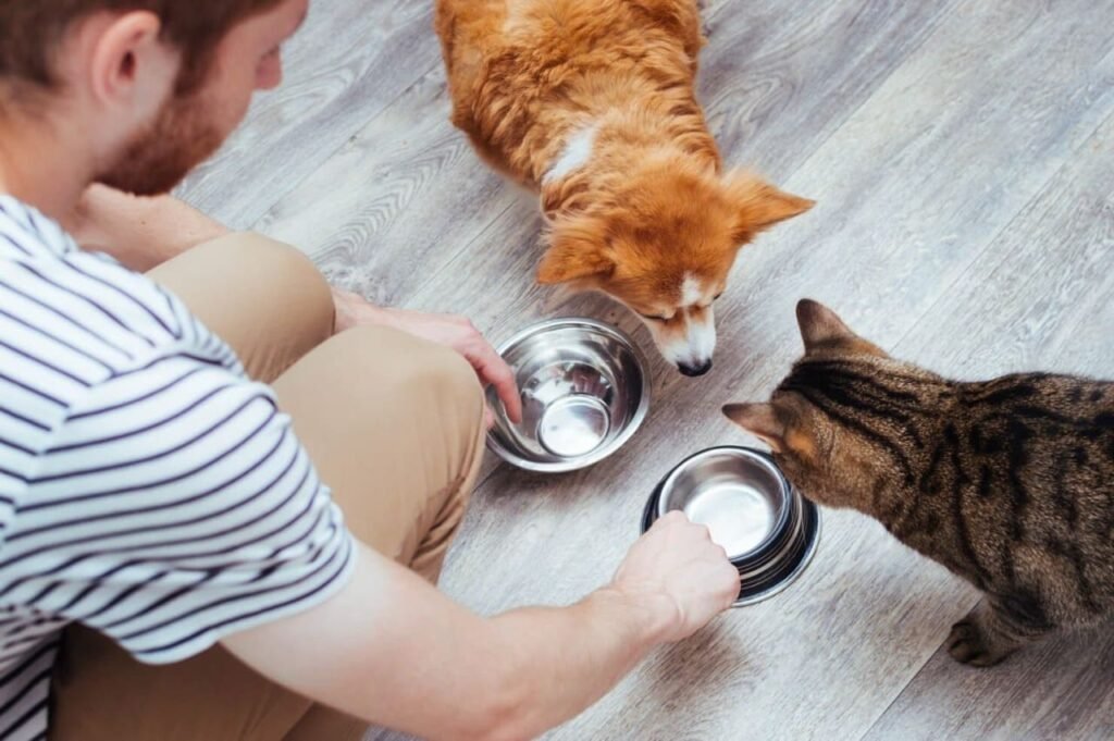 dueno alimenta al perro al gato juntos dueno alimenta al perro al gato juntos