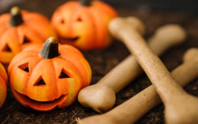 Snacks saludables para tu perro y gato en Halloween: ¡Truco o trato sin sustos!