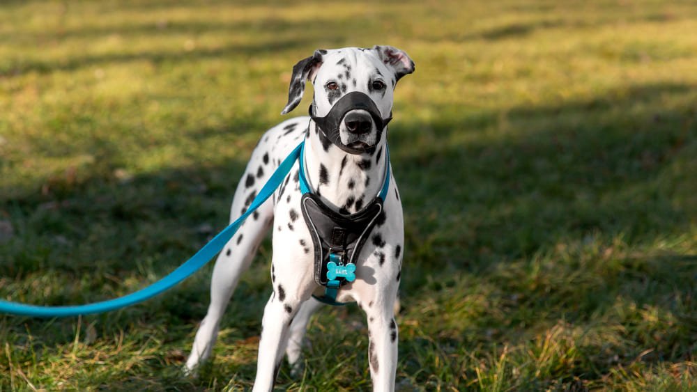 adorable perro dalmata bozal al aire libre adorable perro dalmata bozal al aire libre