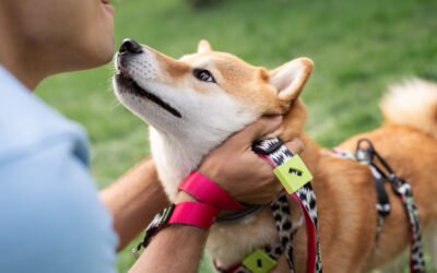 Collares y arneses para perros: ¿Cuál es el mejor para tu mascota?