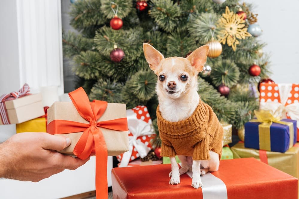 perro pequeno con regalos navidenos y accesorios festivos de dimu mascotas tetuan perro pequeno con regalos navidenos y accesorios festivos de dimu mascotas tetuan