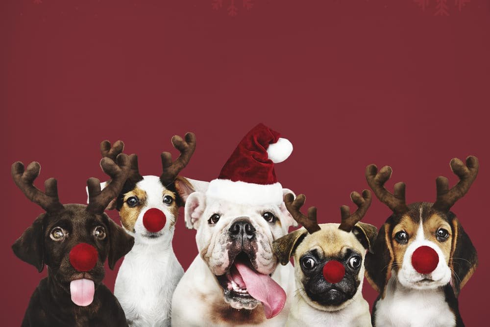 perros con disfraces navidenos para fiestas en dimu mascotas tetuan accesorios para mascotas perros con disfraces navidenos para fiestas en dimu mascotas tetuan accesorios para mascotas