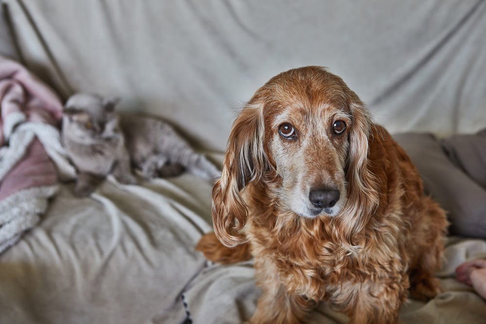 dimu mascotas relacion positiva entre perros y gatos en entorno domestico y familiar en madrid dimu mascotas relacion positiva entre perros y gatos en entorno domestico y familiar en madrid