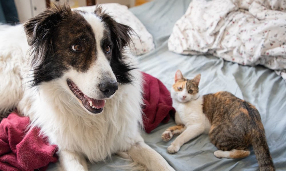 cute little cat and dog in bed cute little cat and dog in bed