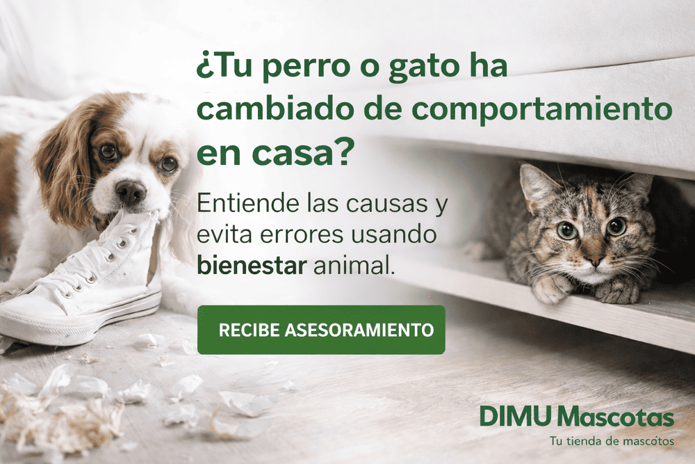 perro gato cambio comportamiento casa perro gato cambio comportamiento casa
